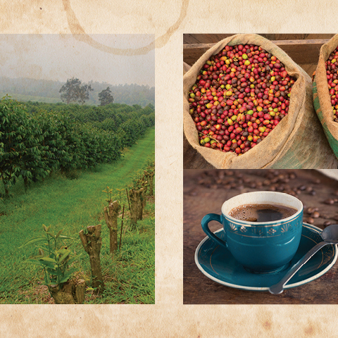코나커피 | 하와이에서 재배한 커피