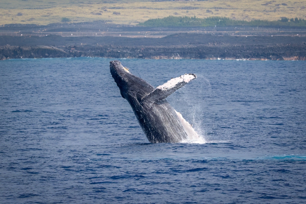 Humpback Whale