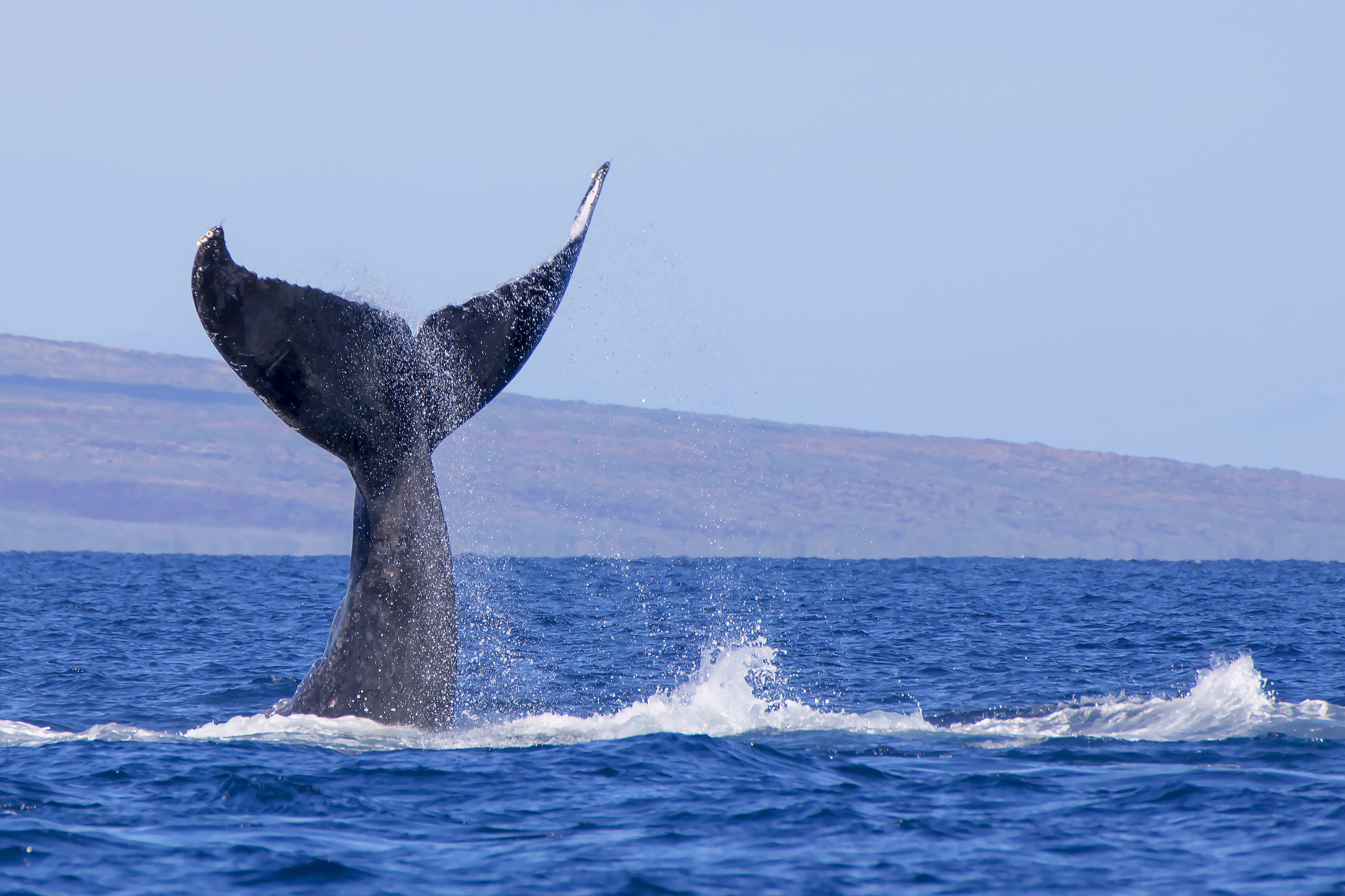 Whale watching on Maui