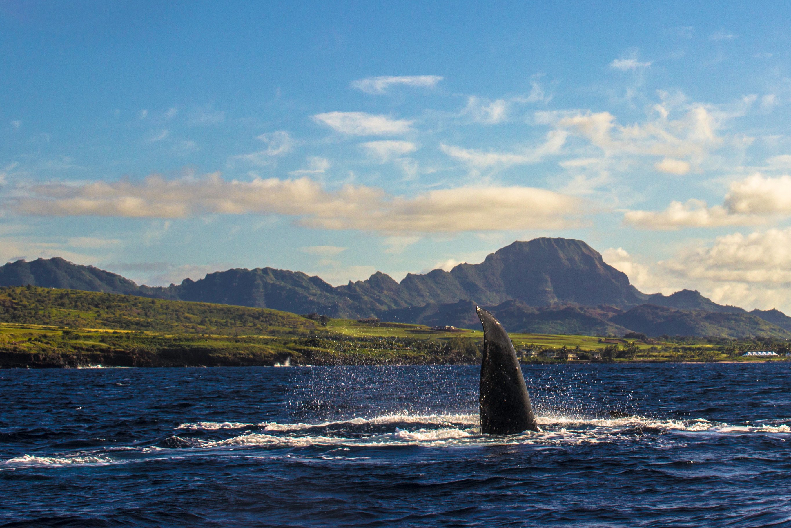 Whale Watching in Kauai