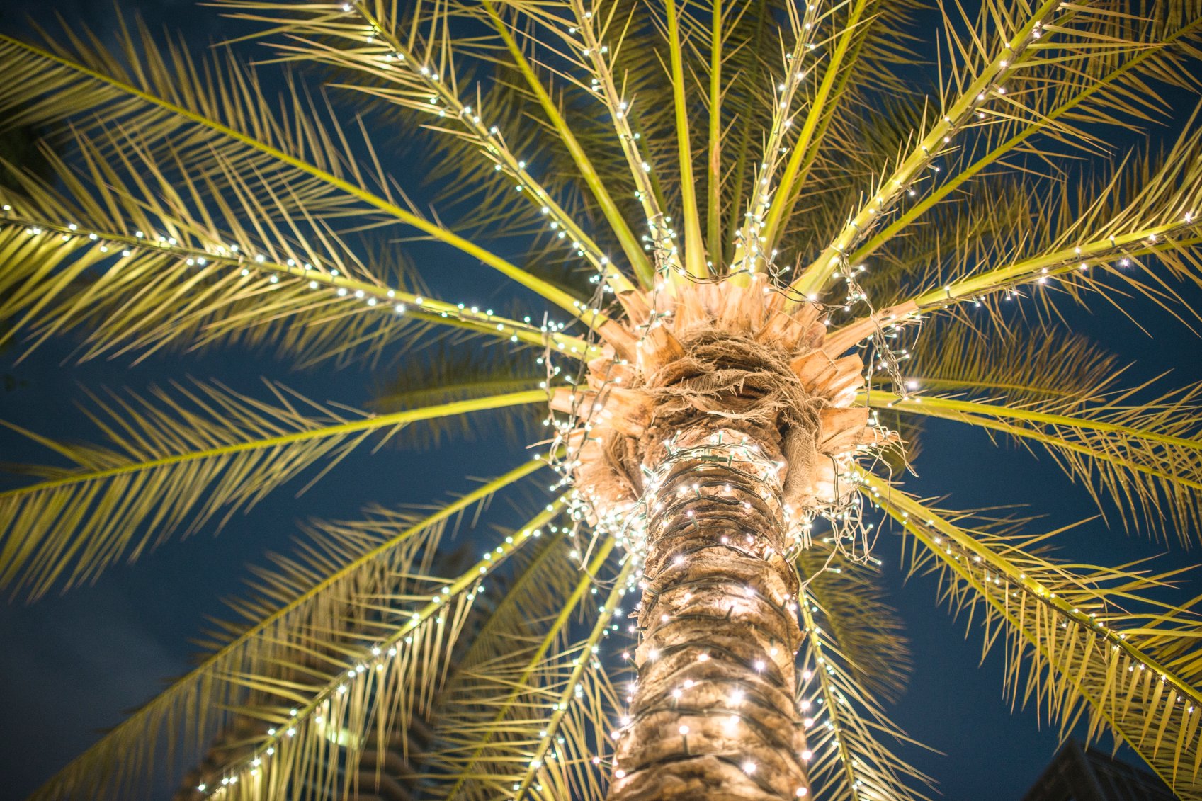 Holiday lights on Palm Tree